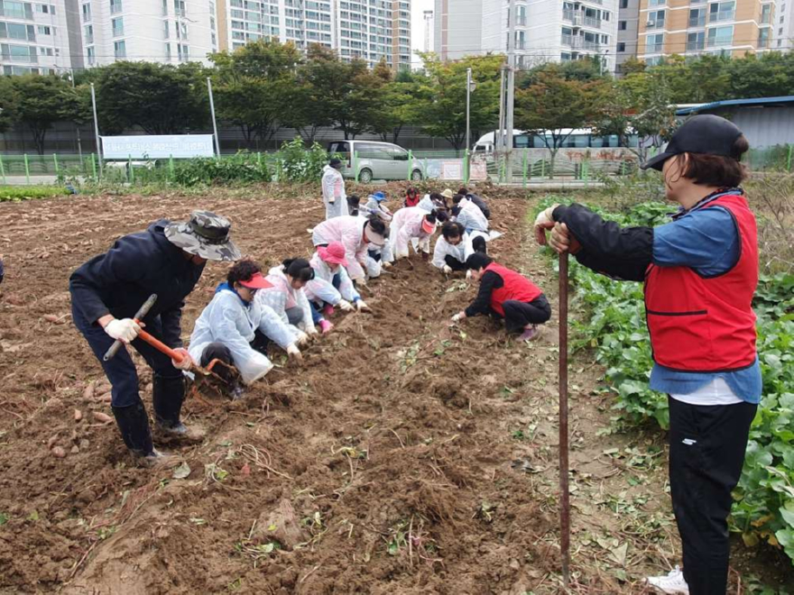 6.오산시 대원1동 통장협의회, ‘사랑의 이웃돕기 고구마 수확행사’ 개최.jpg