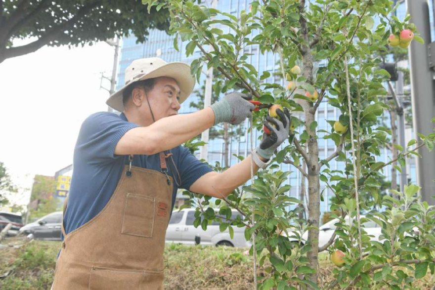 1.오산시, 오산천 따라 쉬어가는 공간 늘어난다_20250902 감사나무심기첫수확행사.JPG