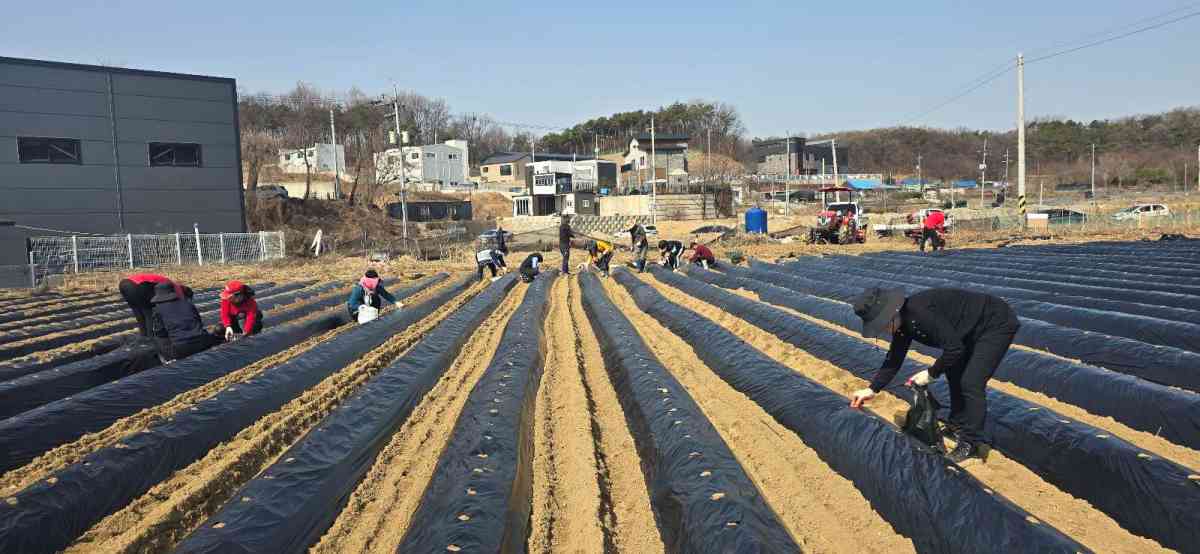 초평동 통장협의회, ‘이웃사랑 감자심기’ 행사 진행