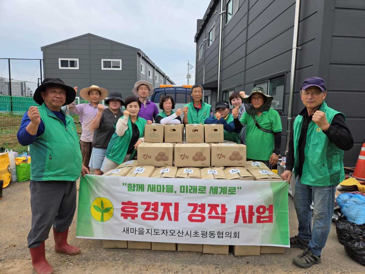 오산시 초평동새마을지도자협의회, 휴경지 활용 감자 수확으로 이웃사랑 실천